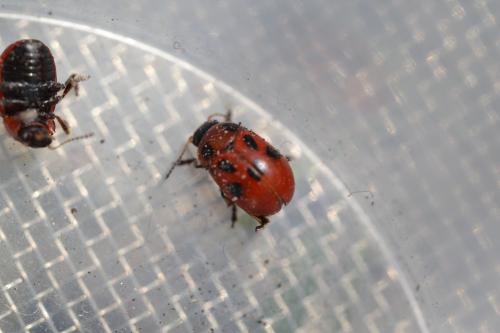 Gonioctena fornicata